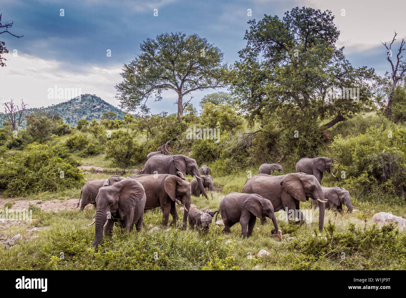 African Bush Elephant Herd In Green Savannah In Kruger National Park african-bush-elephant-herd-in-green-savannah-in-kruger-national-park