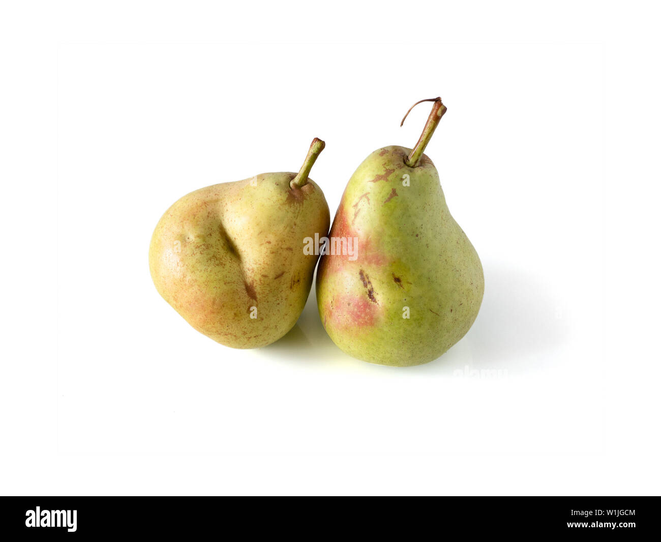 Two pears. Really organic pear. Two fresh ripe juicy not perfect pears. Pear isolated on white with clipping path. Copy space for text. Two whole pears in natural daylight Stock Photo