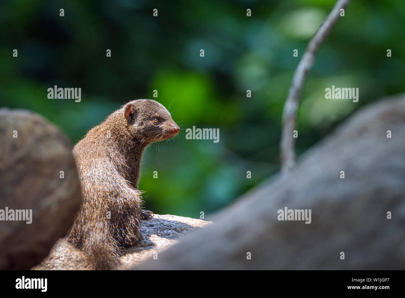 Common dwarf mongoose in middle of rocks in Kruger National park, South ...