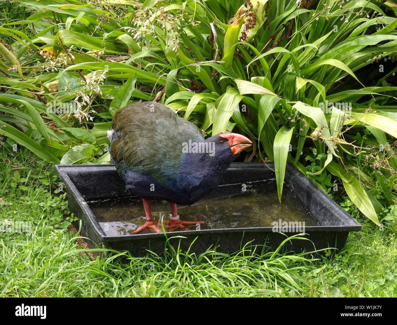 Takahe, endangered bird drinking water on Maud Island predator free sanctuary, New Zealand Stock Photo