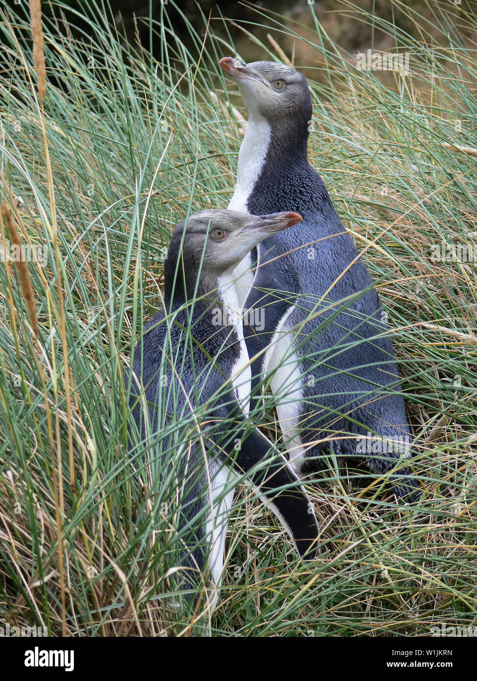 Endangered yellow eyed penguin megadyptes antipodes hires stock