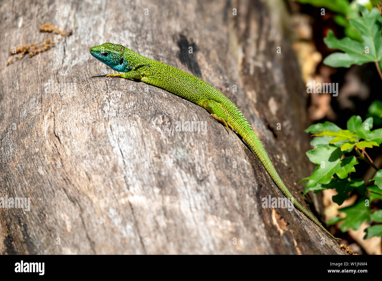 Male of green lizard Lacerta viridis on a tree trunk Stock Photo