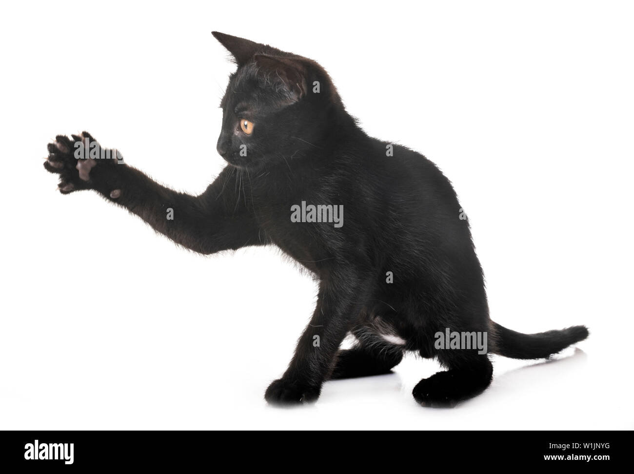 black kitten in front of white background Stock Photo - Alamy