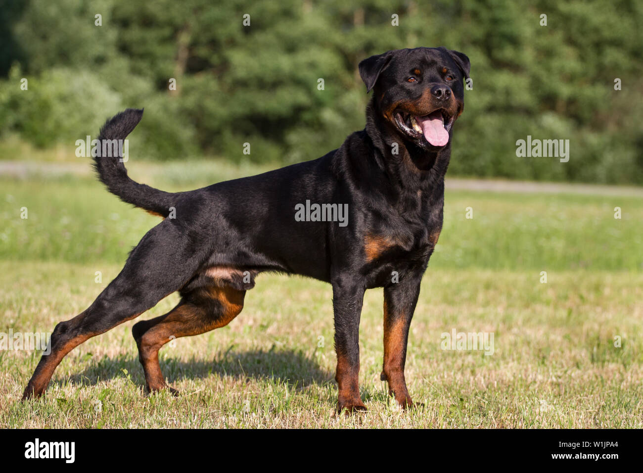 Rottweiler male dog, standing Stock Photo