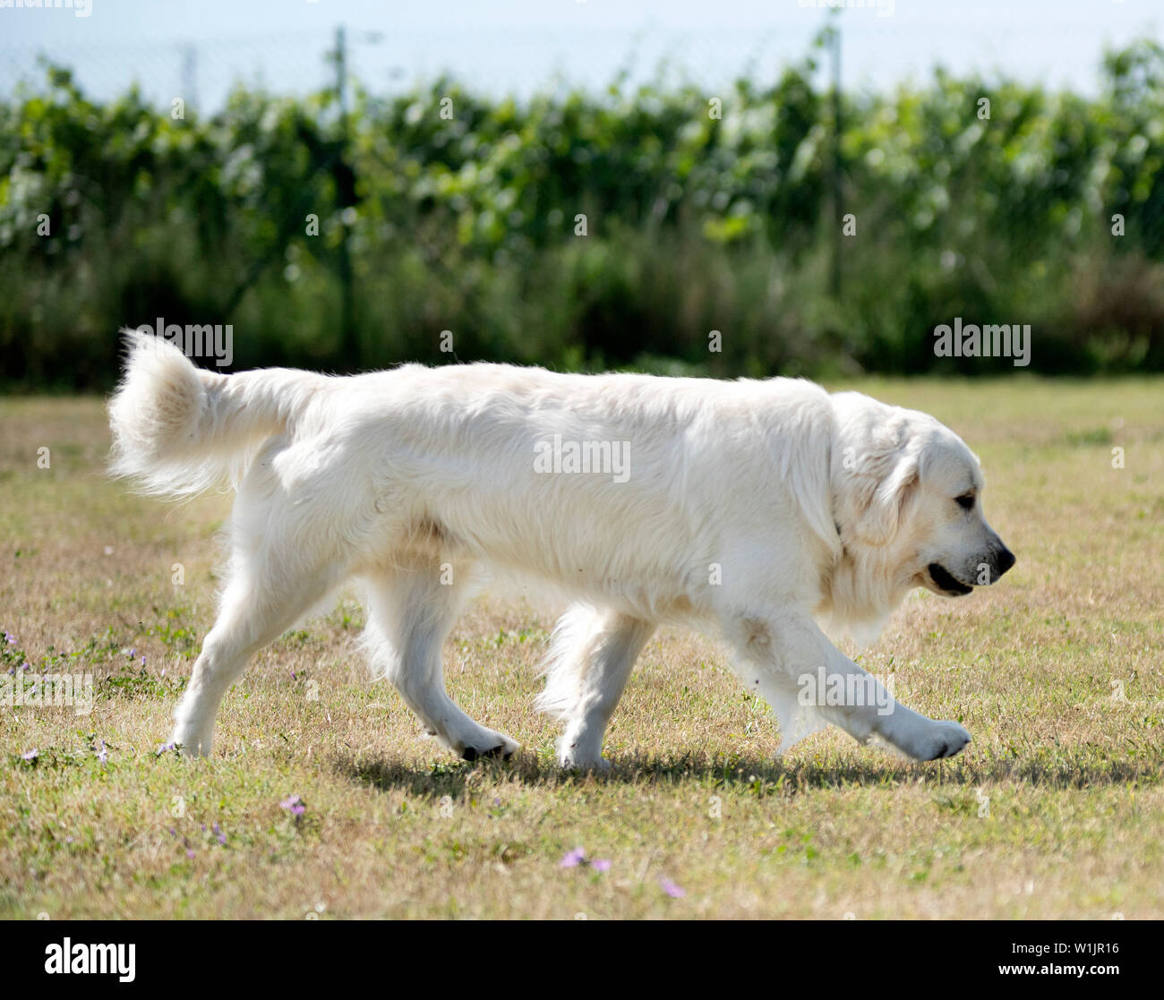 picture of a beautiful male golden retriever Stock Photo