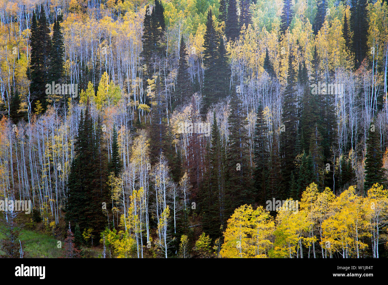 Fall leaves are falling in Deer Valley's Empire Pass high above Park City, Utah. (c) 2014 Tom Kelly Stock Photo