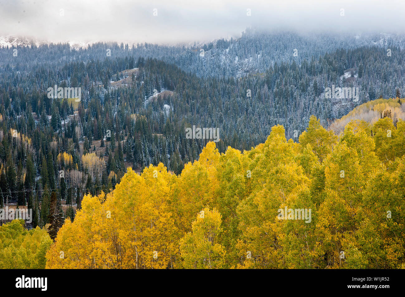Low clouds envelope fall foliage as snow falls in Guardsman's Pass high above Park City, Utah. (c) 2014 Tom Kelly Stock Photo