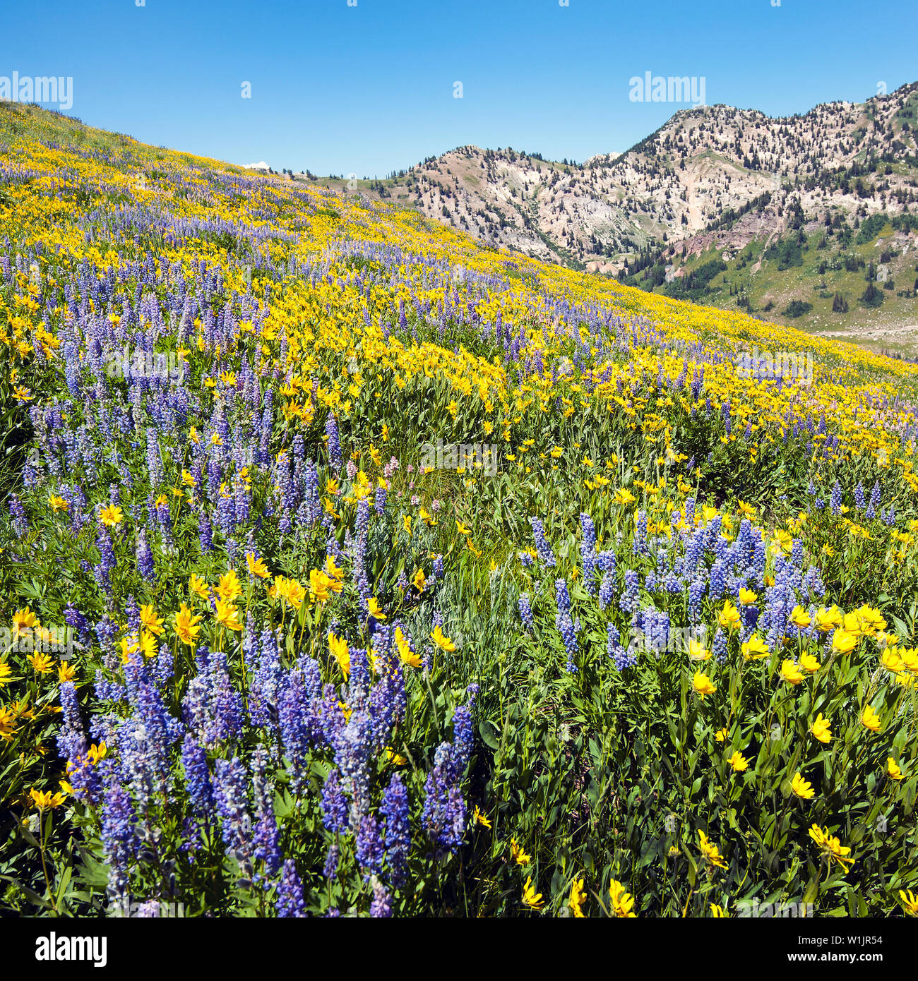 Wildflowers blooming at 9,500 feet eleveation in Greeley Bowl high above Albion Basin at the Alta Ski Area in Little Cottonwood Canyon, Utah. (c) 2015 Stock Photo