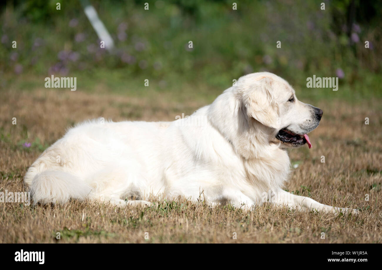 picture of a beautiful male golden retriever Stock Photo