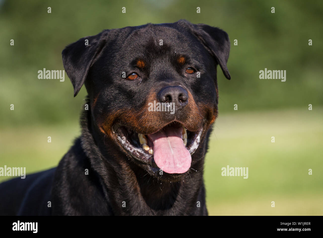 why do rottweilers pant so much