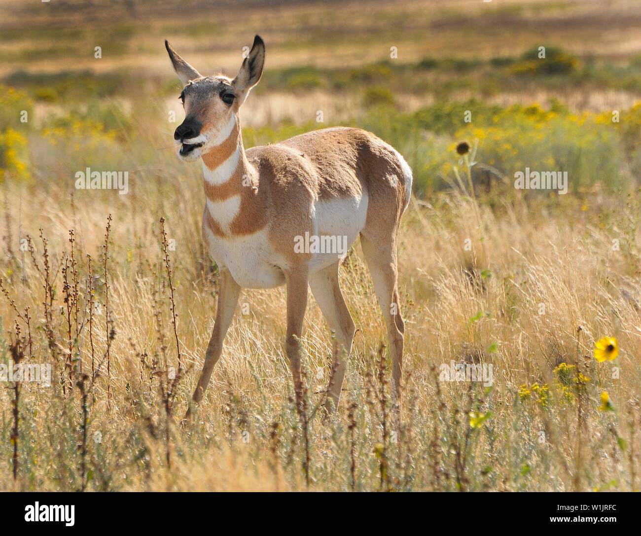 A young antelope moves through the brush on Antelope Island on first ...