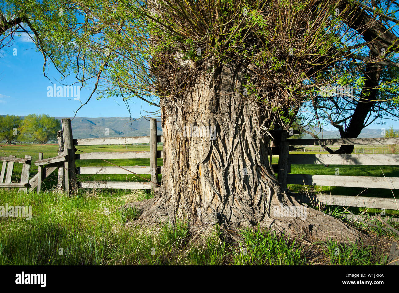 A massive tree spreads its limbs on a ranch road in the Midway countryside in rural Wasatch County, Utah. (c) 2012 Tom Kelly Stock Photo