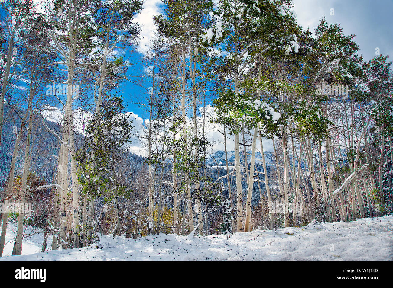 Cottonwood Canyo Hi res Stock Photography And Images Alamy