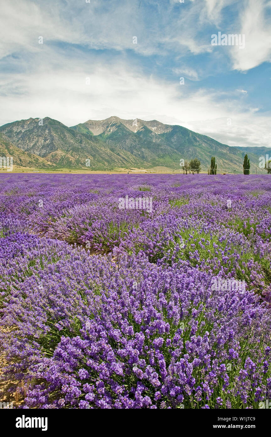 Lavender fields at Young Living Lavender Farms in Mona, Utah with a