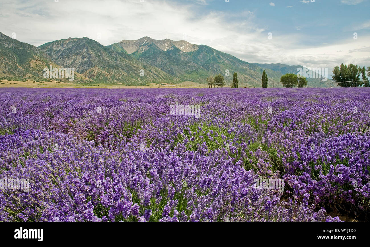 Lavender fields at Young Living Lavender Farms in Mona, Utah with a backdrop of Mt. Nebo. Stock Photo