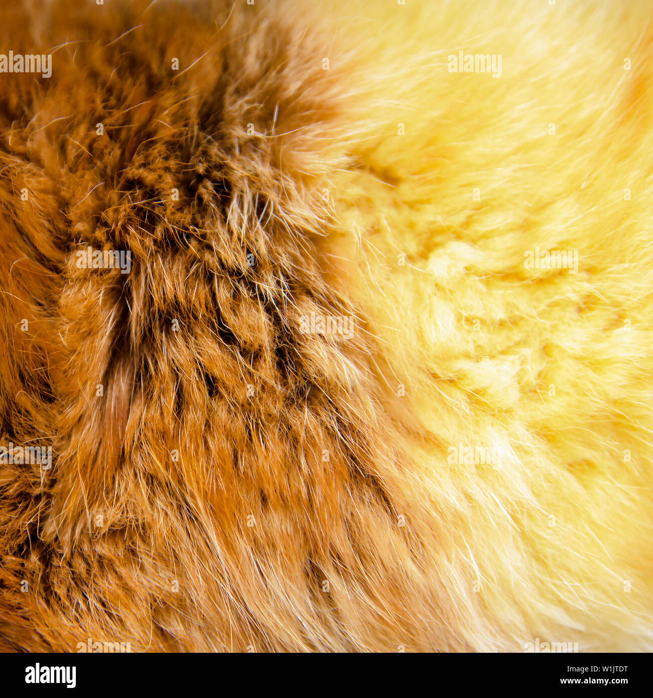 texture of red fur - fox - high resolution Stock Photo