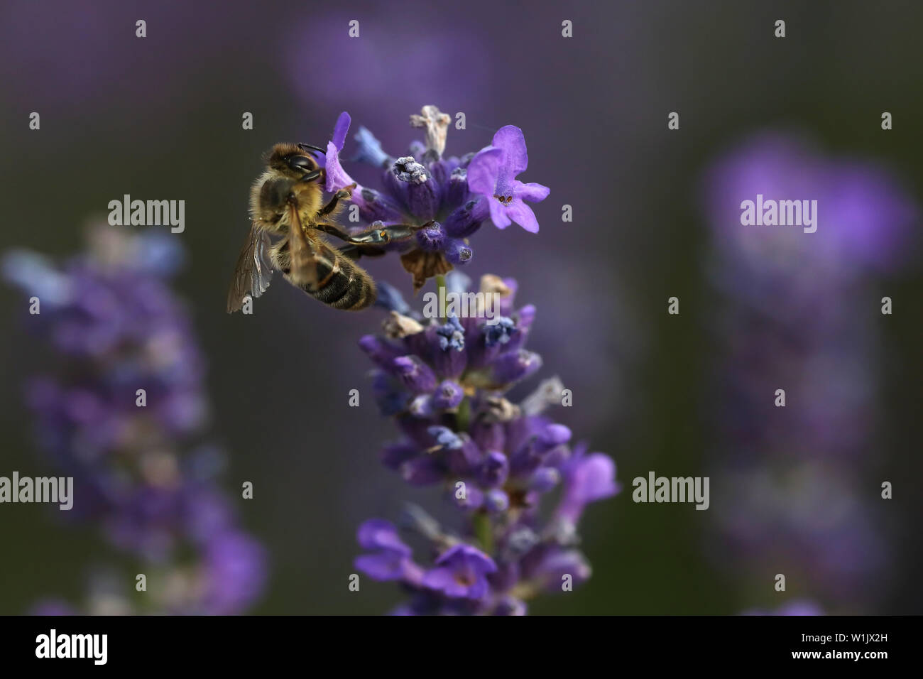 Honey Bee on lavender in English garden feeding Stock Photo