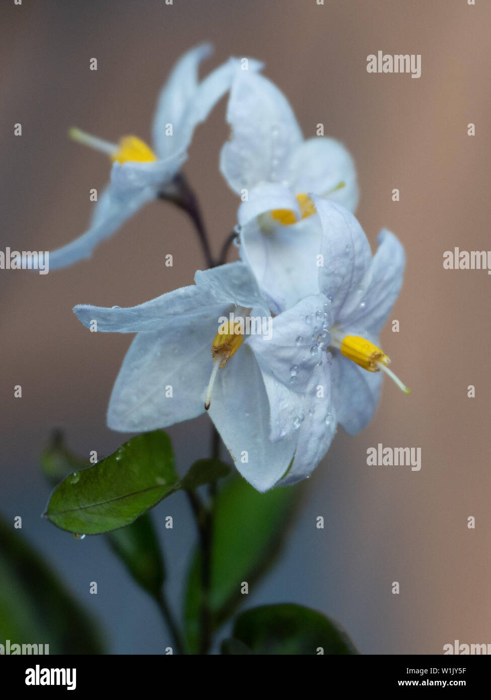 Tiny winter blooms of Solanum laxum or potato vine  up close sprinkled with raindrops Stock Photo