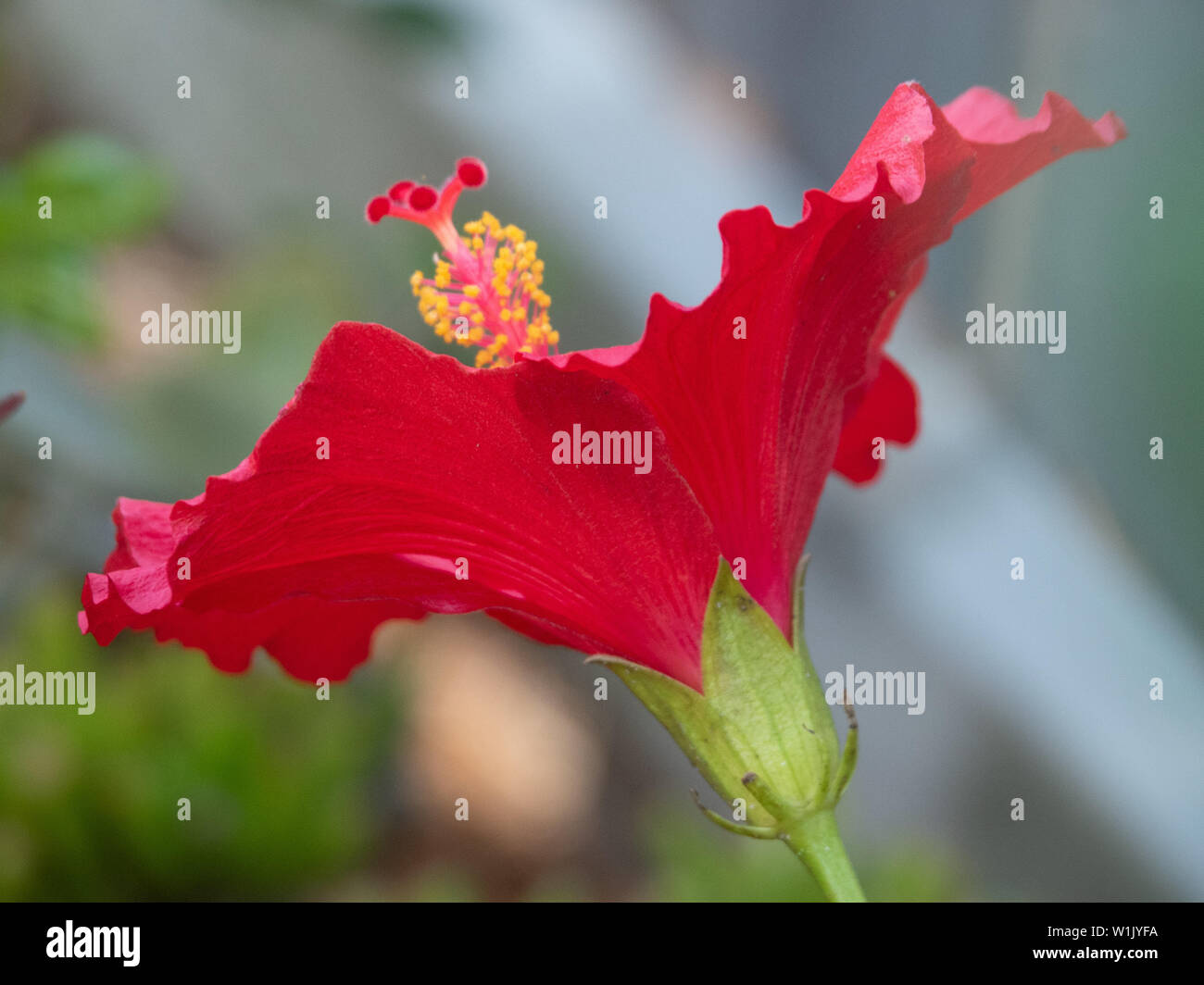 Red Hibiscus rosa sinensis plant flower in full bloom facing up, from