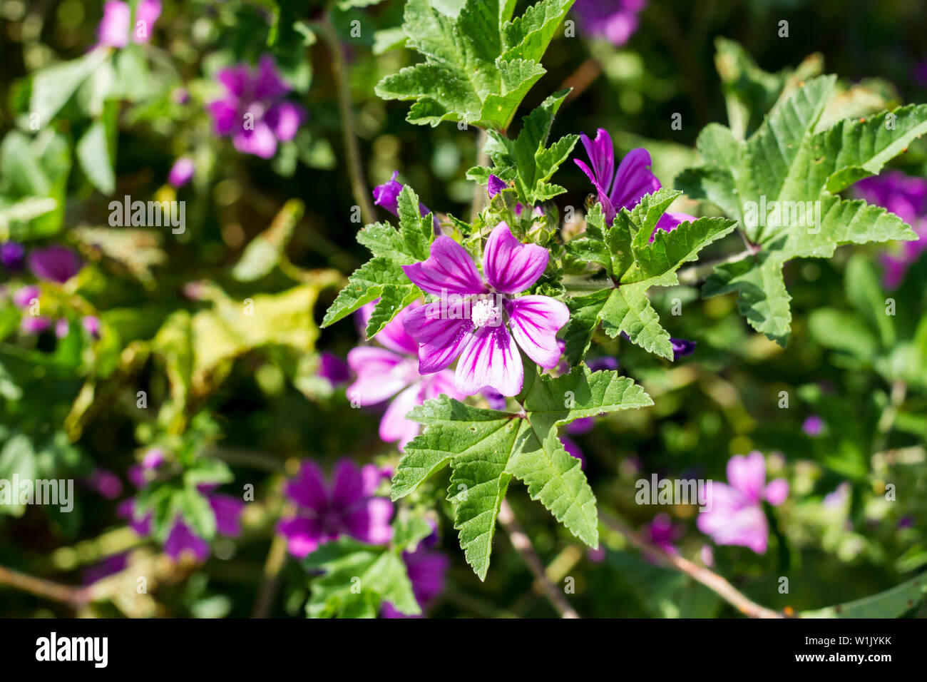 Common weeds uk hi-res stock photography and images - Alamy