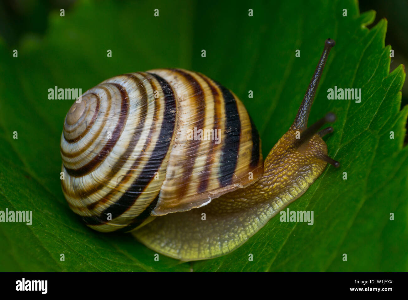 macro photo of a garden snail in summer season Stock Photo - Alamy