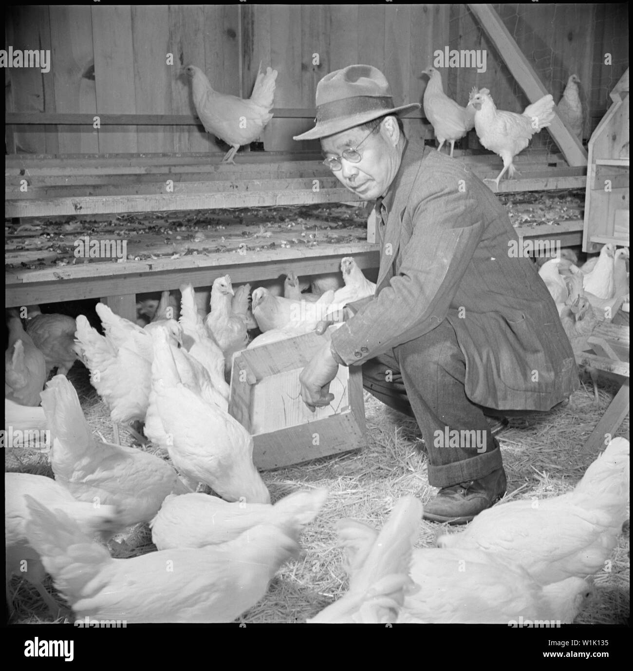 Poultry houses fixtures lay out hi-res stock photography and images - Alamy