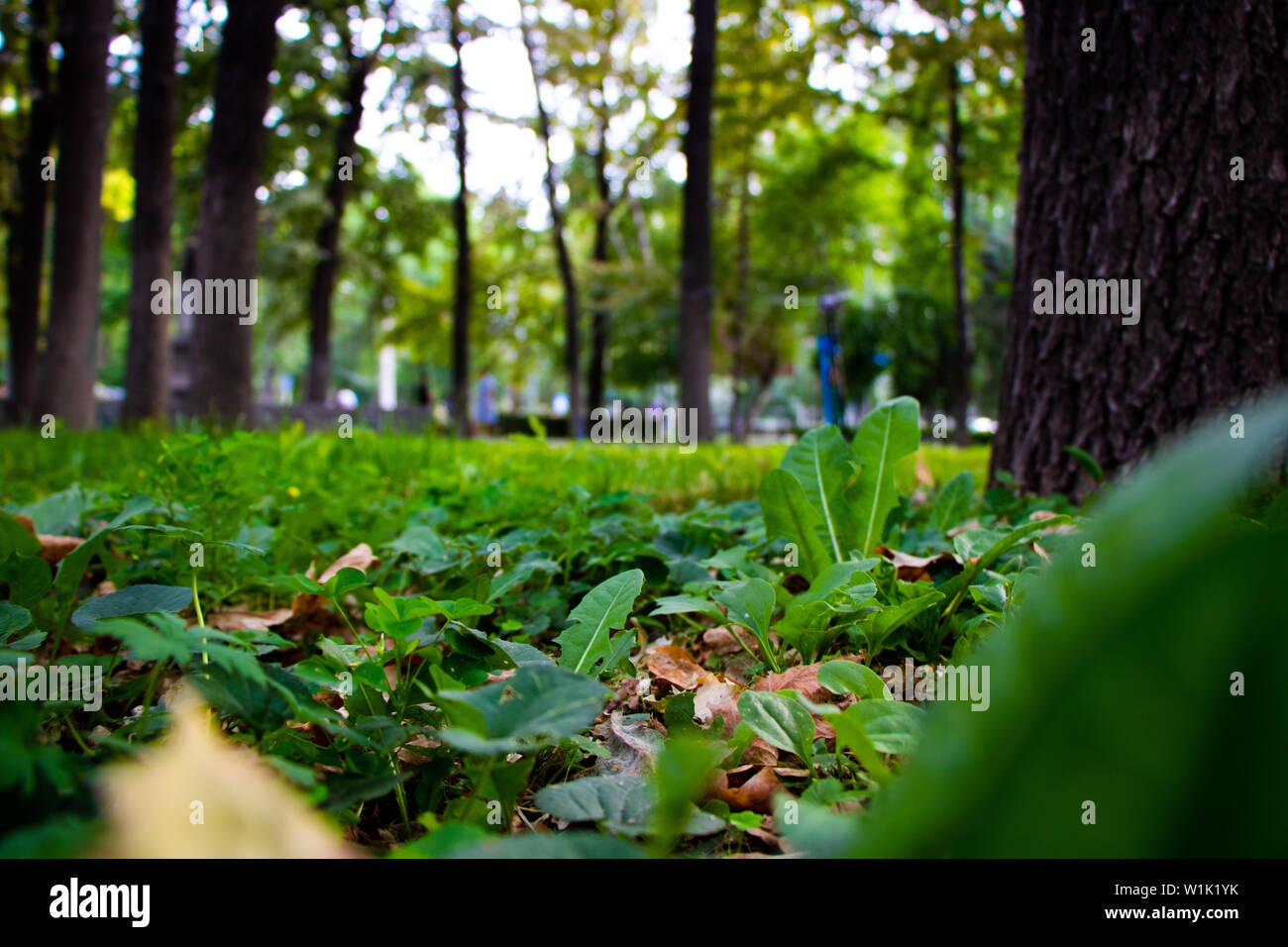 A forest shot from below. Covered with grass Stock Photo