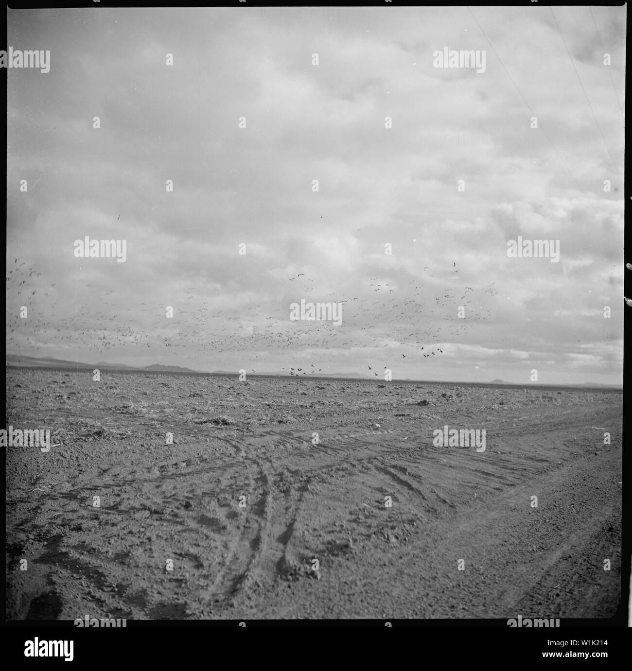 Tule Lake Relocation Center, Newell, California. View of wild geese on