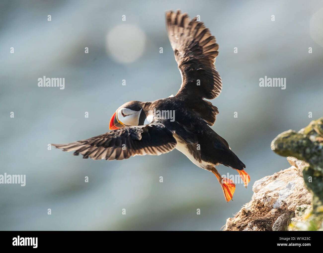 Puffin Rspb A puffin nests rspb nature reserve bempton cliffs hi-res stock ...
