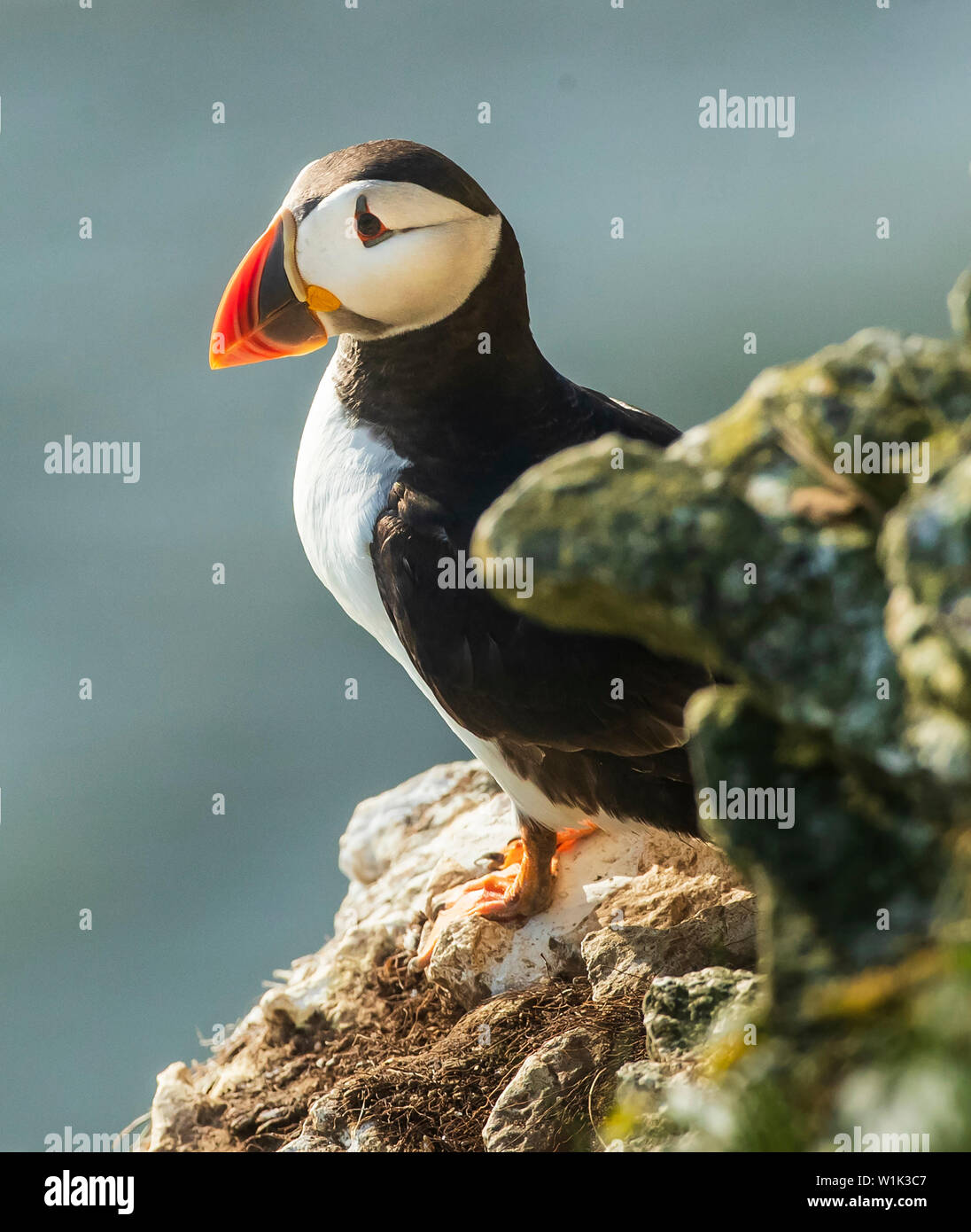 A Puffin nests at the RSPB nature reserve at Bempton Cliffs in Yorkshire, as over 250,000 seabirds flock to the chalk cliffs to find a mate and raise their young. Picture date: Wednesday July 3, 2018. From April to August the cliffs are alive with nest-building adults or young chicks. Thousands of gannets nest on the cliffs of the only mainland gannetry in England. Bempton is also home to the largest kittiwake colony in mainland Britain. Photo credit should read: Danny Lawson/PA Wire Stock Photo