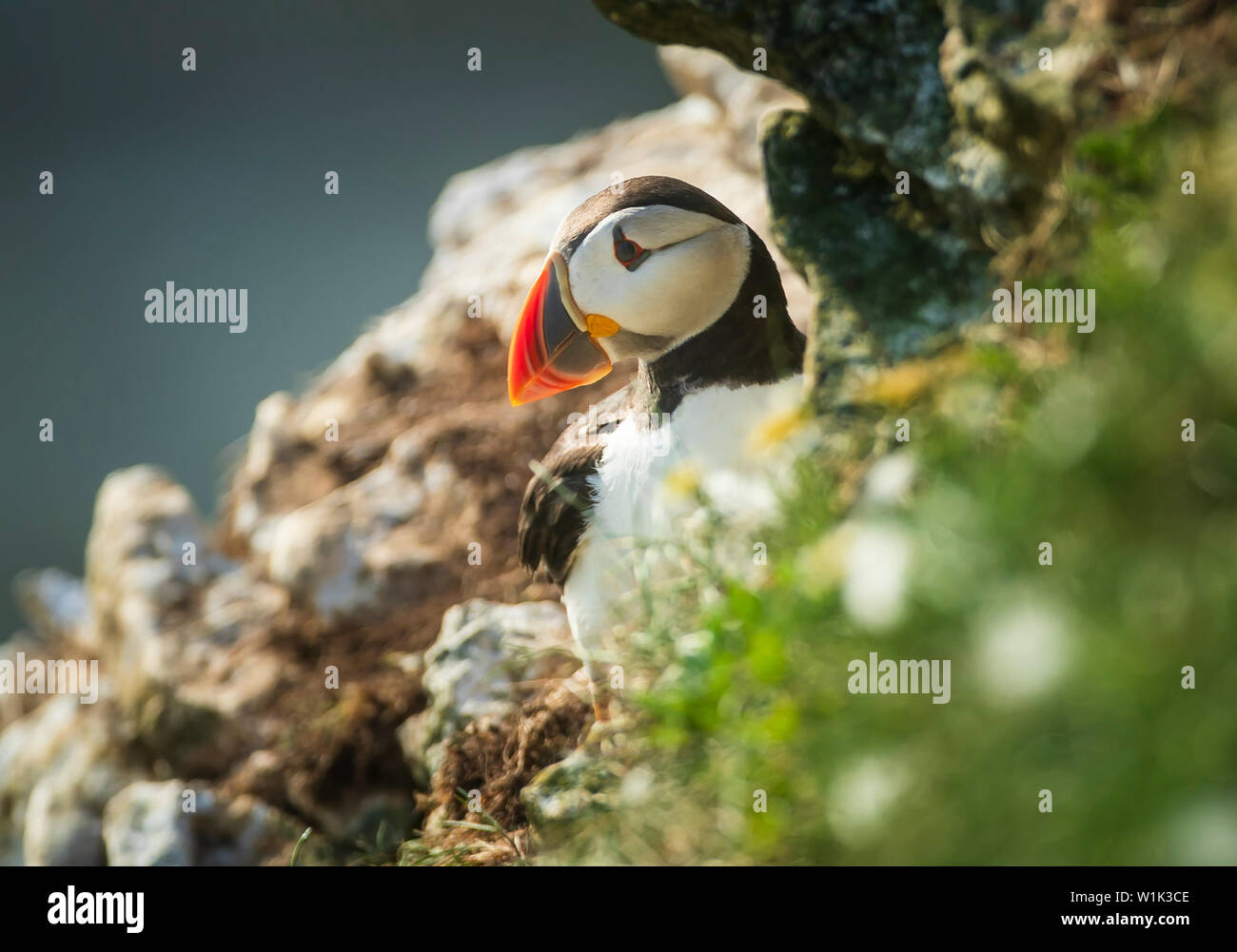 A Puffin nests at the RSPB nature reserve at Bempton Cliffs in Yorkshire, as over 250,000 seabirds flock to the chalk cliffs to find a mate and raise their young. Stock Photo