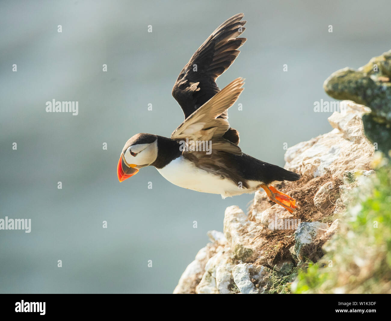 Puffin Rspb A puffin nests rspb nature reserve bempton cliffs hi-res stock ...