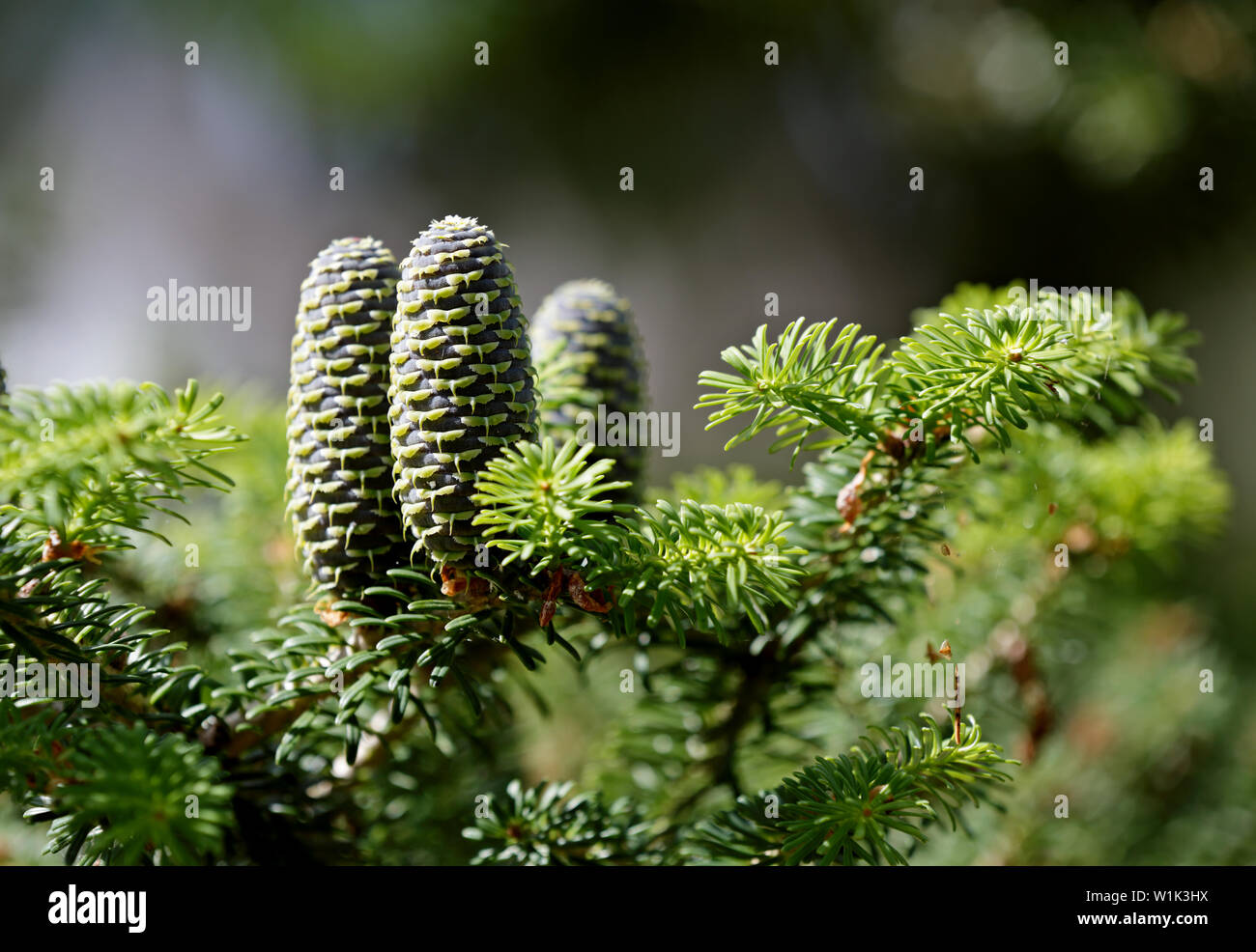 Beautiful close-up of young blue cones on the branch of fir Abies koreana with green spruce needles Stock Photo