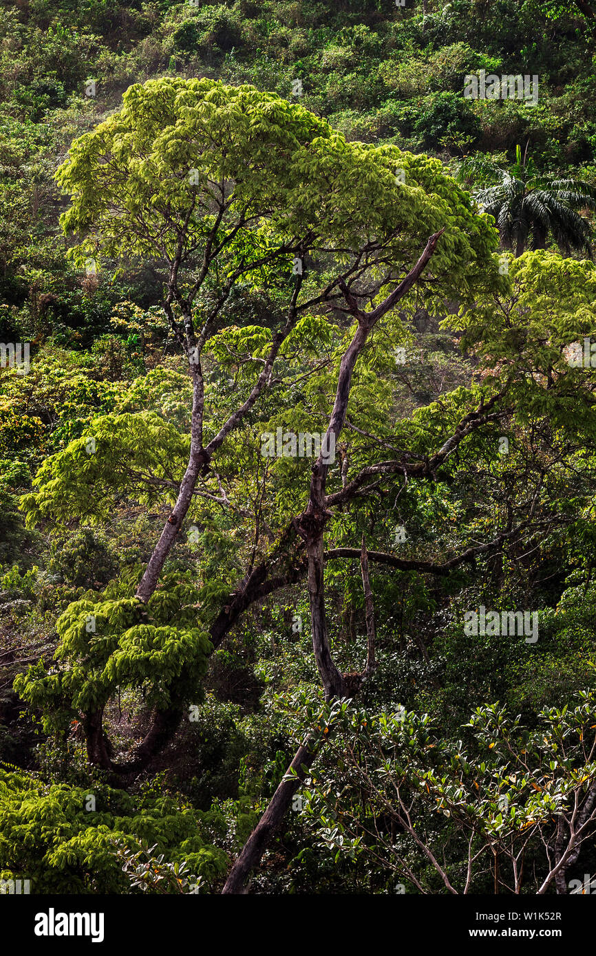 Sierra leone eco hires stock photography and images Alamy