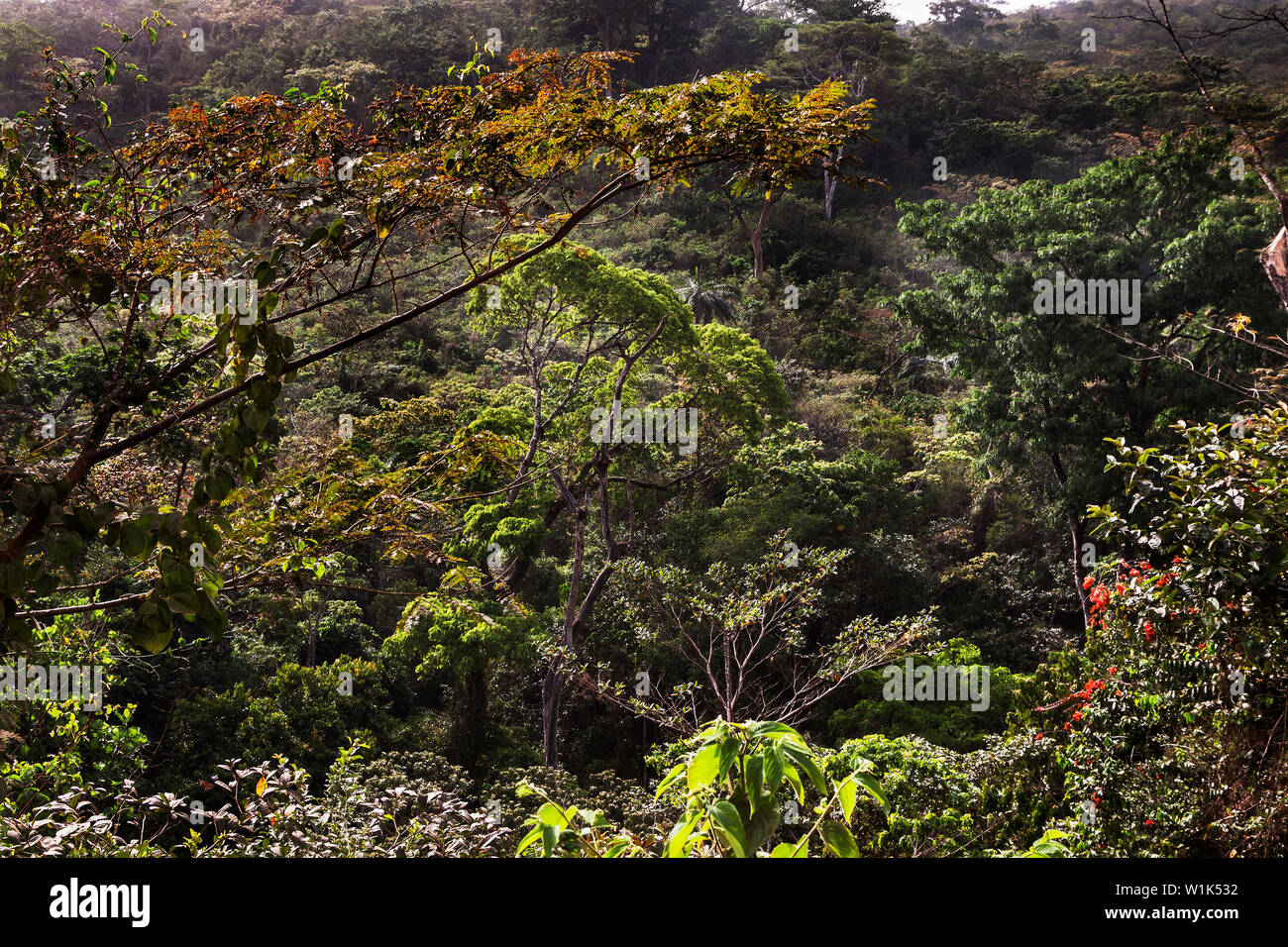 Landscape tropical rainforest lush vegetation with plants & some flowering trees in African jungle of forest reserve conservation area, Sierra Leone Stock Photo