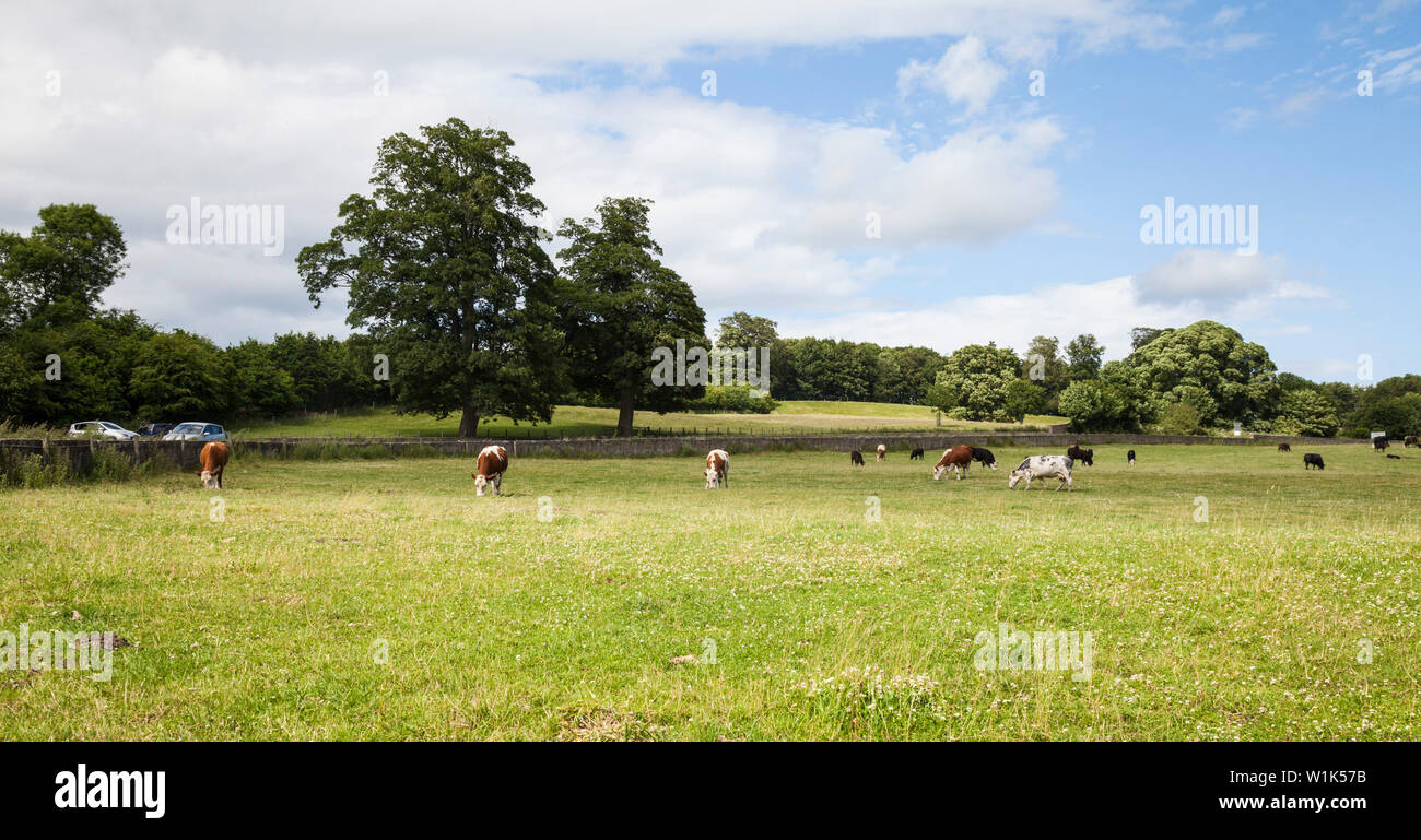 Black cattle grazing in fields hi-res stock photography and images - Alamy