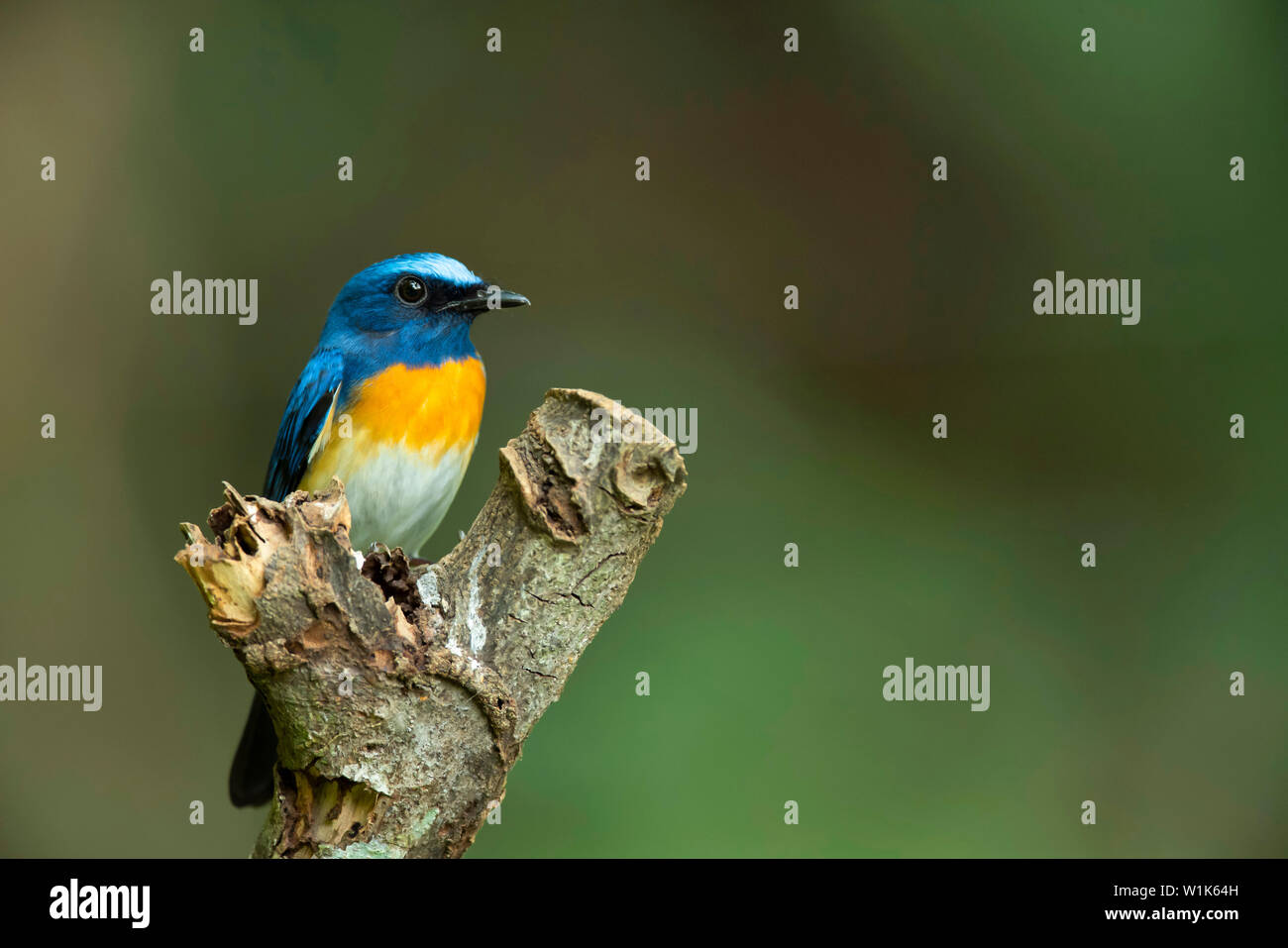 Blue-fronted blue flycatcher, male, Cyornis hoevelli, Western Ghats, India. Stock Photo