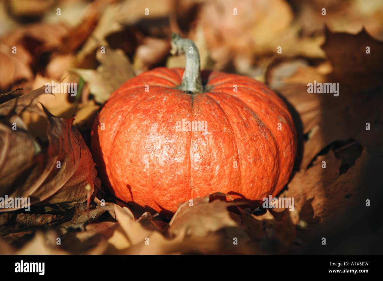 Pumpkin on a beautiful autumn background with colorful leaves Stock ...