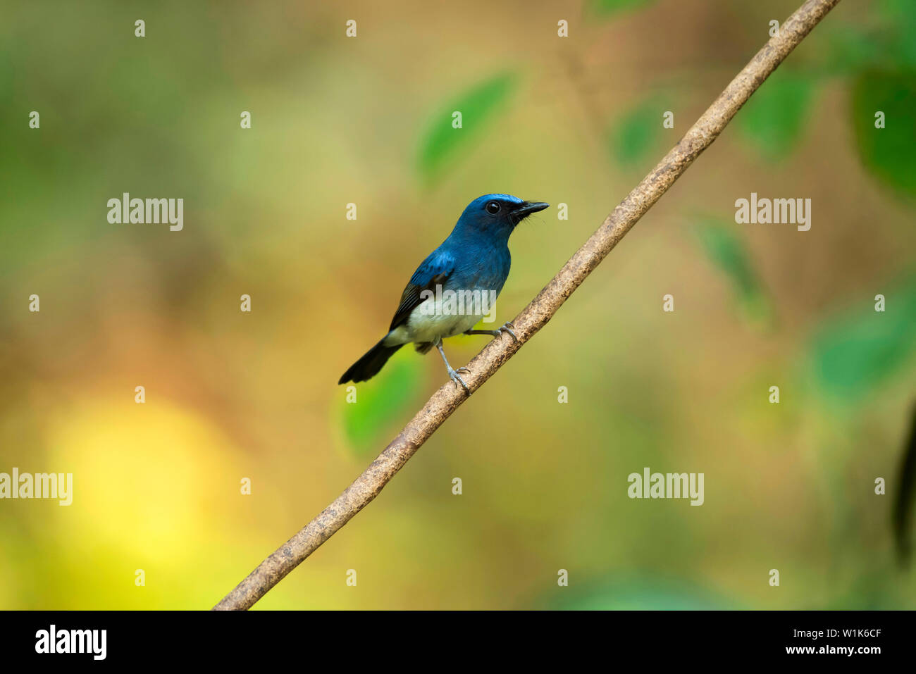 White-bellied blue flycatcher, male, Cyornis pallidipes, Western Ghats, India. Stock Photo