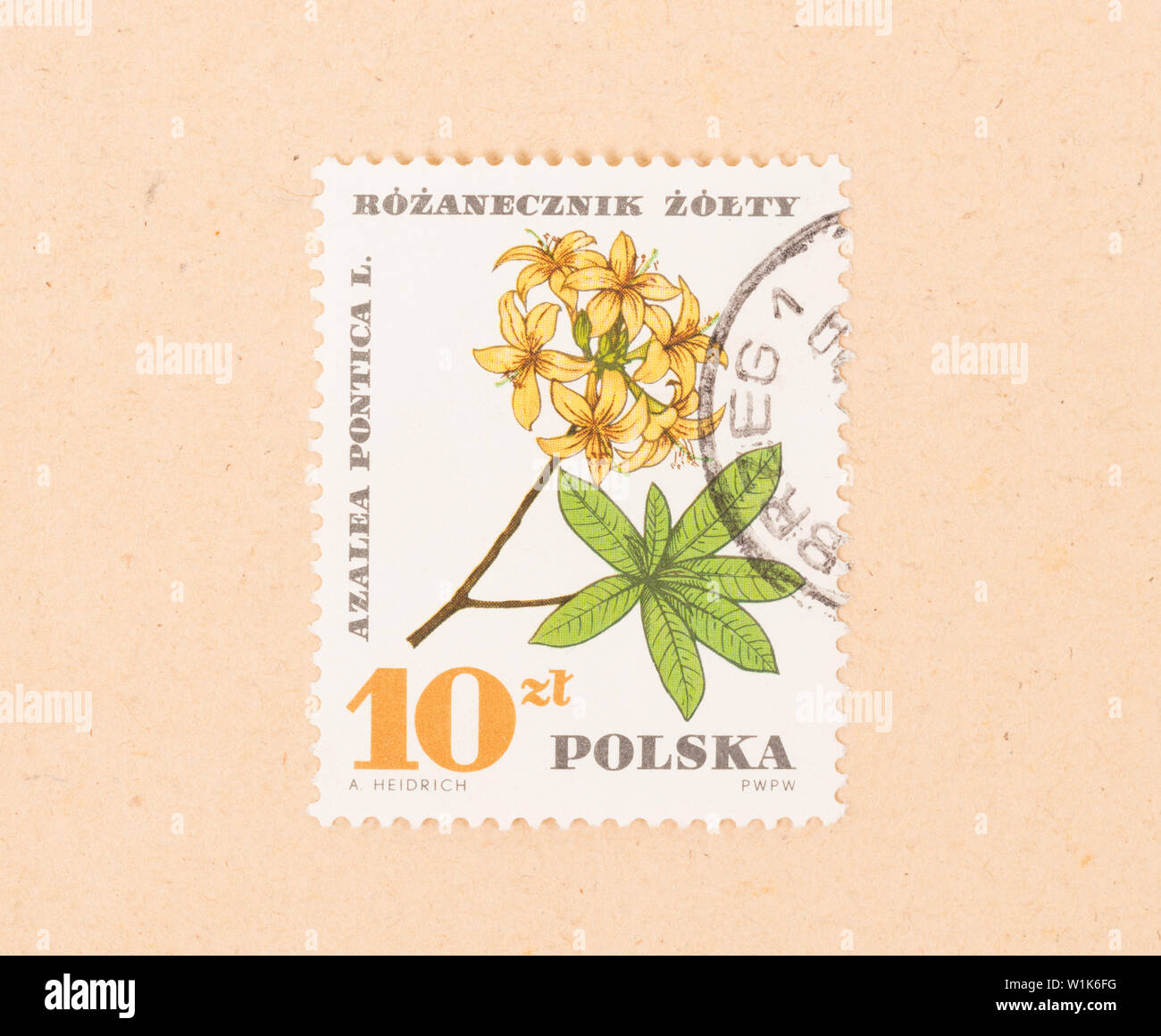 POLAND - CIRCA 1970: A stamp printed in Poland shows a flower, circa 1970 Stock Photo