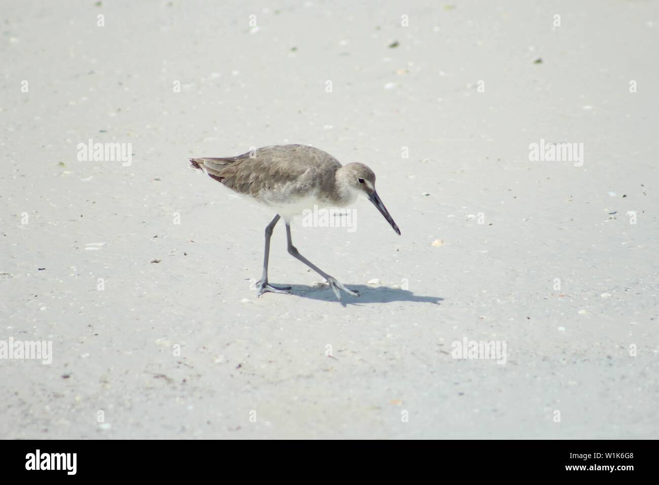 Bird on the beach, Fort De Soto Park Florida USA Stock Photo