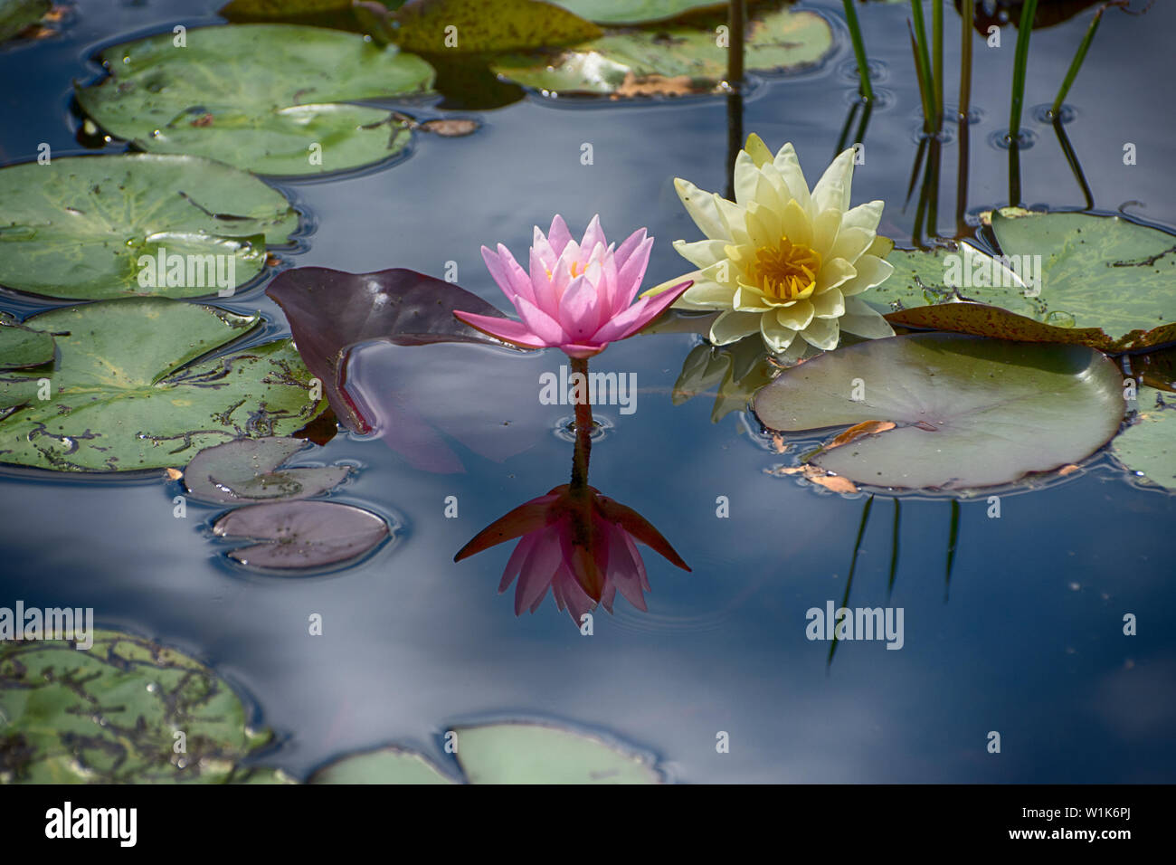 Apparently these flowers are called different names in different parts of  the world Stock Photo - Alamy, image size:1300x956