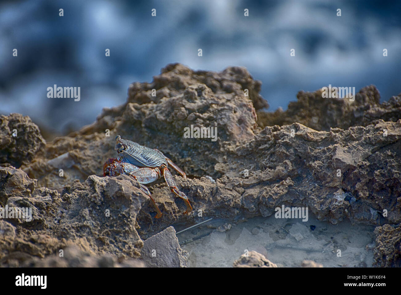 The rocky shores of the Maho Bay Resort in Sint Maarten were teeming with wildlife, like this little crab. Stock Photo