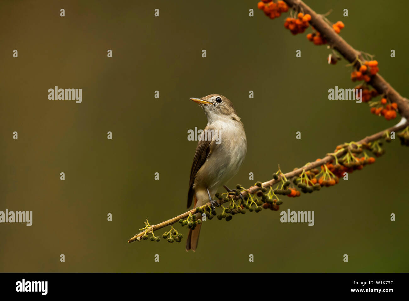 Rustytailed flycatcher, Ficedula ruficauda, Western Ghats, India Stock