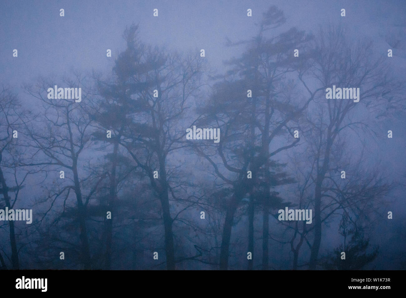 Another of the Foggy Day shots from last week. Stock Photo