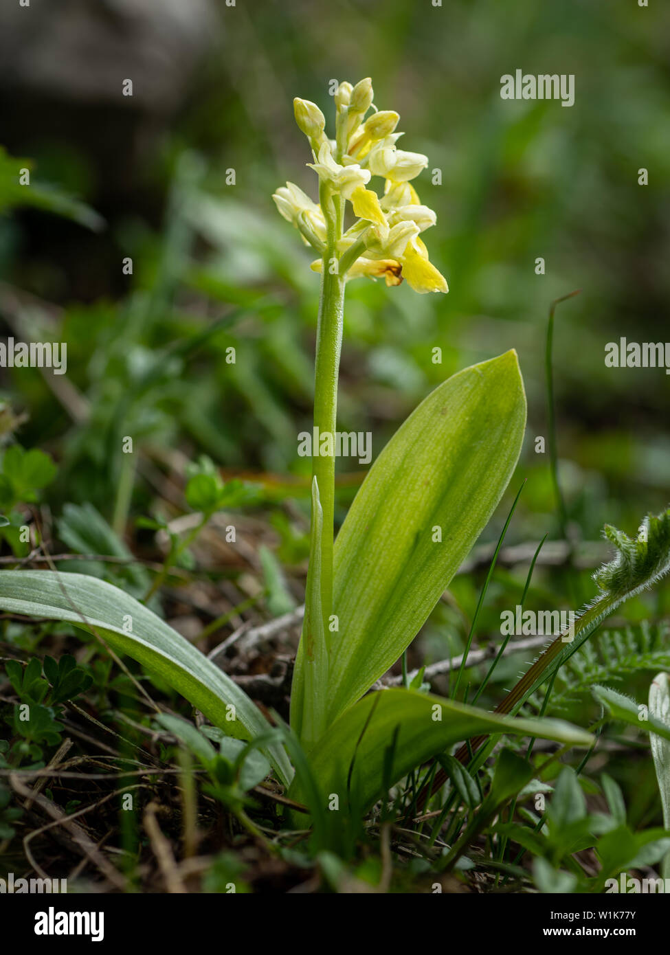 Closeup of a Elder-flowered orchid (Dactylorhiza sambucina, Orchidaceae) in the Austrian Alps Stock Photo