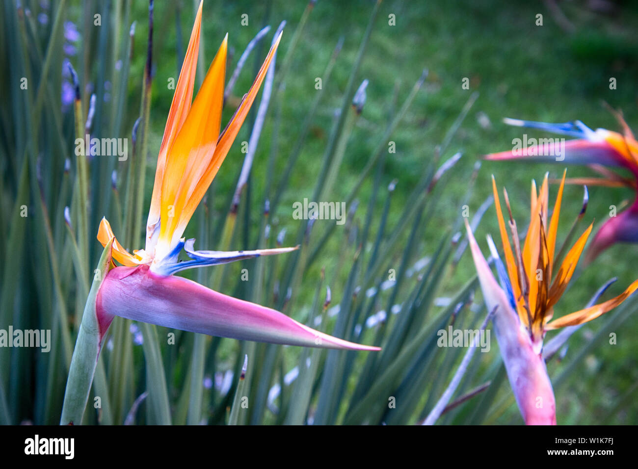 The Yellow Bird of Paradise - Strelitzia reginae 'Mandela's Gold' - is a  rare, yellow form of the famous orange Bird of Paradise. This spectacular  cu Stock Photo - Alamy