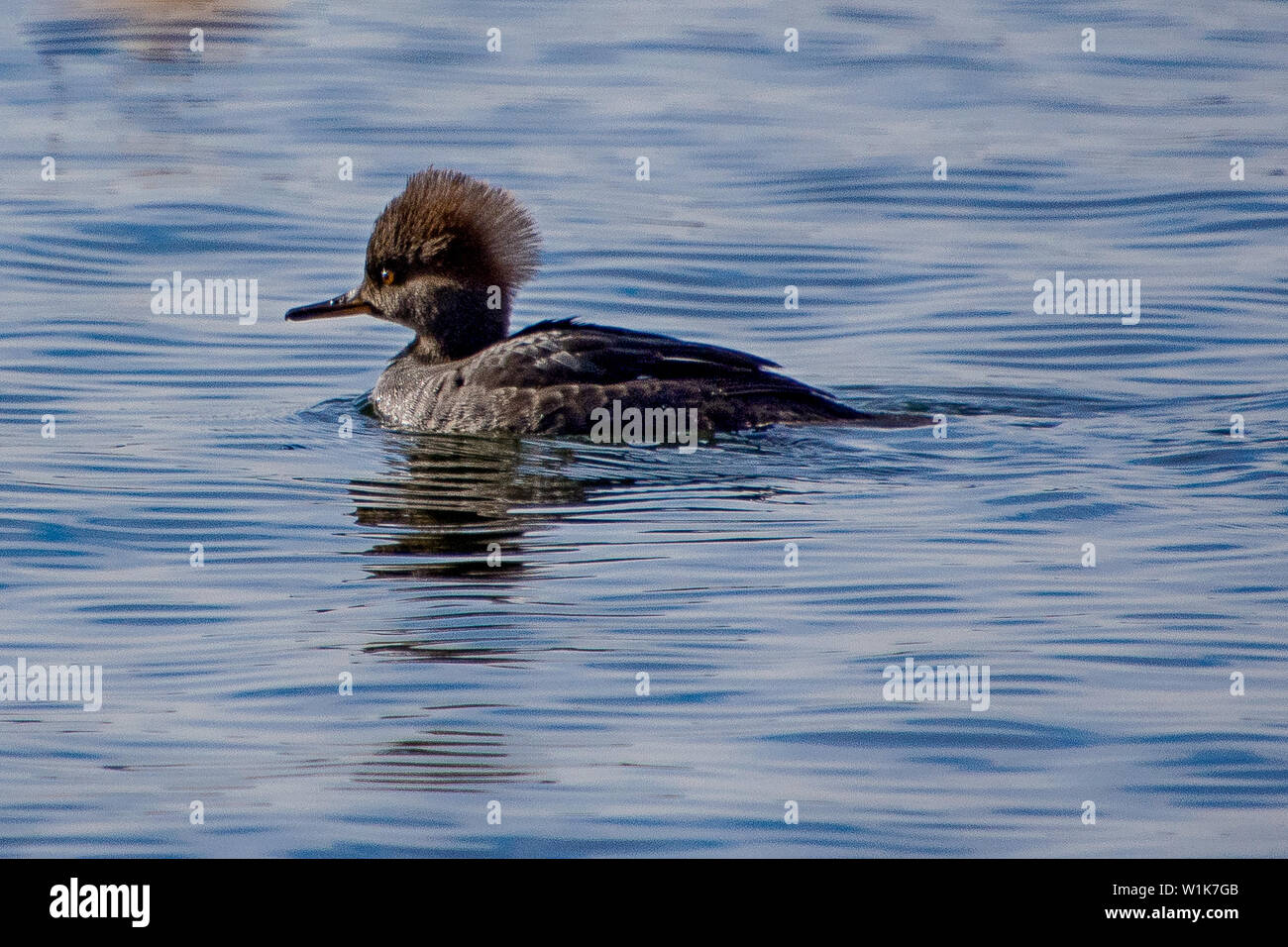 This little merganser (I'm guessing Hooded, but my birder friends can clarify) was swimming in Burlington Bay, off LaSalle Park. Stock Photo