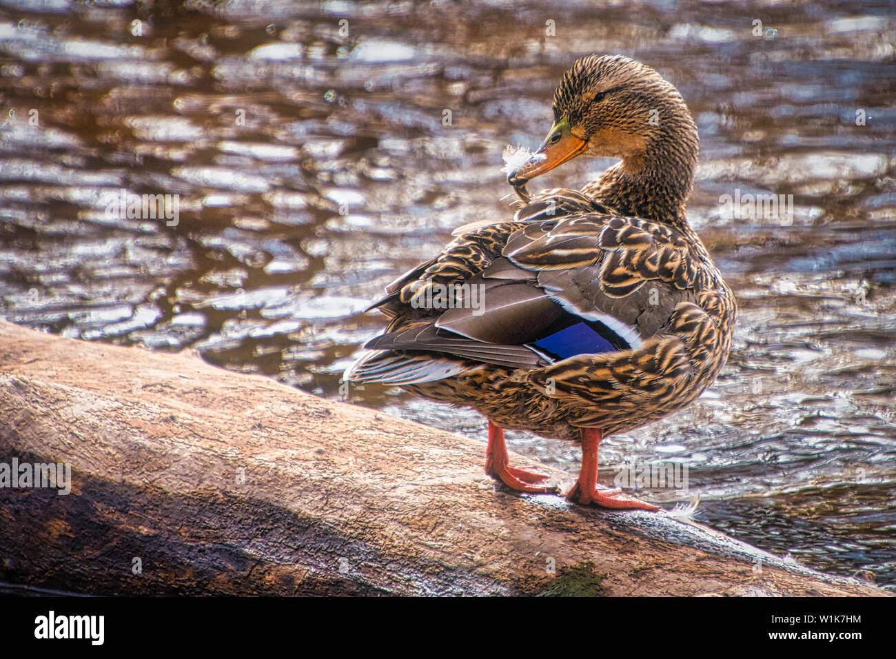 This Mallard hen was spotted preening on the banks or Bronte Creek in Oakville, Ontario Canada. Stock Photo