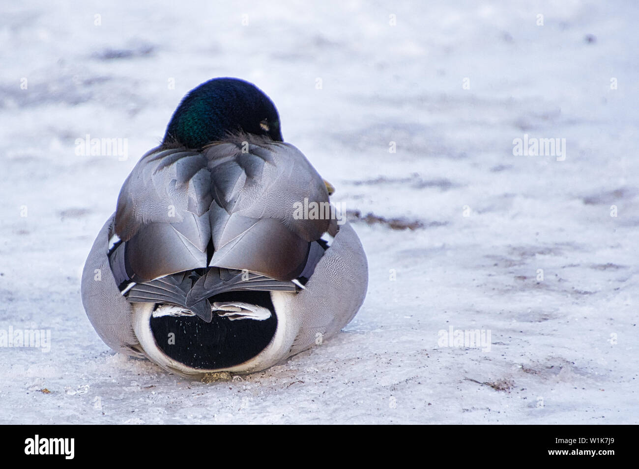 Not your typical duck picture. I'm convinced that these birds do not feel cold the same way I do. Stock Photo